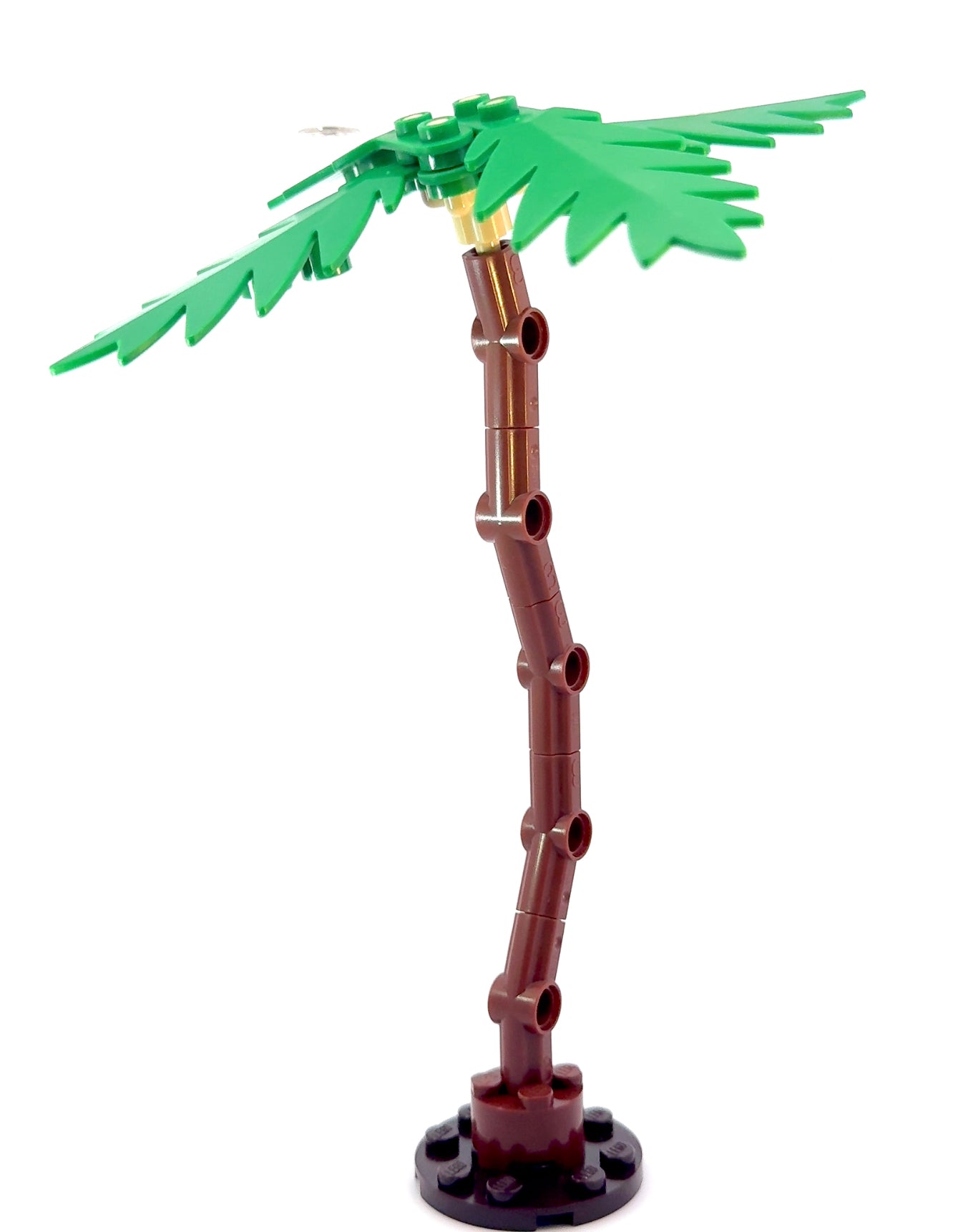 Palm Tree